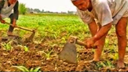 زراعه واستصلاح الارض الصحراويه الشركه العربيه للتنميه الزراعيه