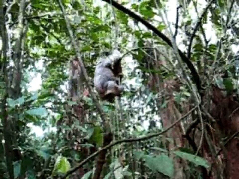 Costa Rica - Samasati Nature Retreat