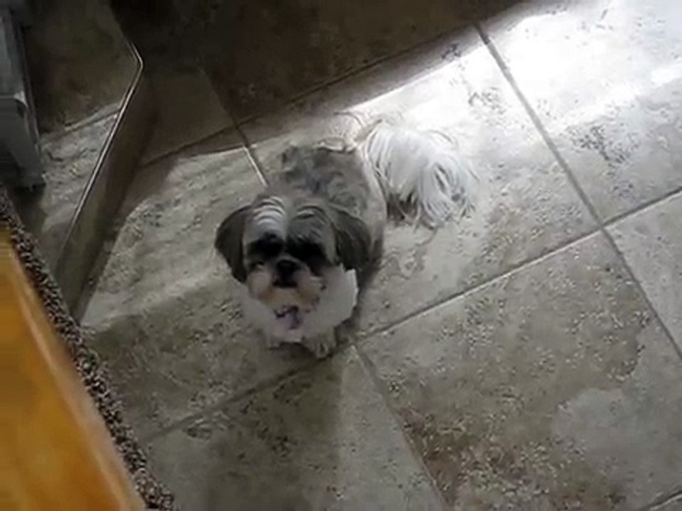 My Shih-Tzu crying