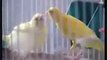Canaries-from conception to beautiful birds- 3 of 3