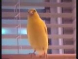 Canaries-from conception to beautiful birds-part 1 of 3