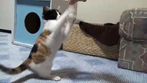 猫パンチの練習をするハナちゃん