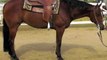 Makin Easy  Money Derby Aged Reining Horse For Sale by Steve Wolfe Performance Horses