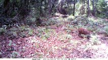 Red river hogs in rain forest - Potamochères fouillent le sol de la forêt gabonaise.