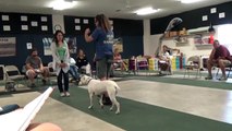 Dog Jumping, How To Dog Training