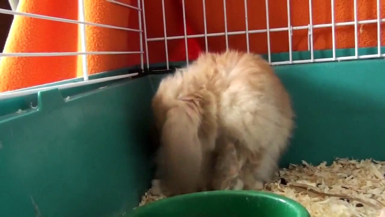Funny animals caught on camera
