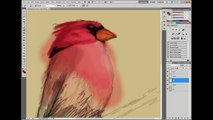 Cardinal Bird Digital Painting Time Lapse