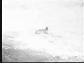 Hyena Braving Thunderstorm