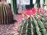 Teneriffa: Der Kakteen Garten im Hotel Tigaiga