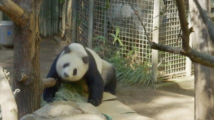 Bai Yun the Panda Rips Open Presents on Her 24th Birthday