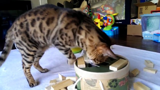 Funny Dog Bulldog Exercise on a Treadmill Baby Watch Cat Make Fun | funny dog and baby videos