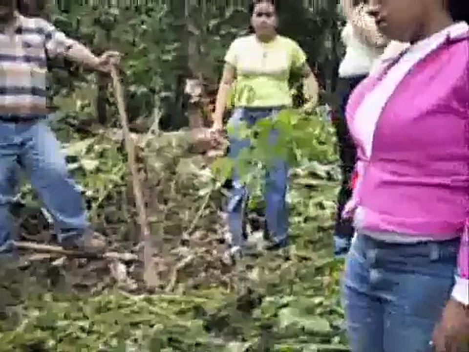 Reforestacion (Proyecto Cuencas)