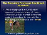 American Foxhound Dog Breed Explained