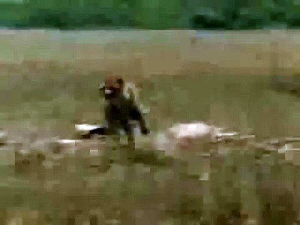 Human vs gepard ! Man comes to antelopes rescue.HaHa