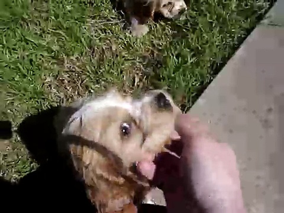 Crazy Cocker Spaniel Puppies!