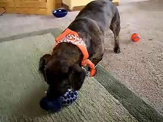 Pitbull-dachshund mix blue eyes