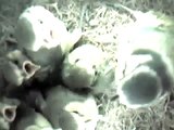 Cinciarelle nel nido - Parus caeruleus - Blue tit