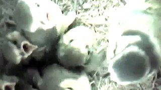 Cinciarelle nel nido - Parus caeruleus - Blue tit