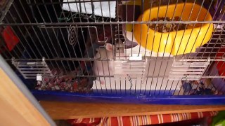 un hamster avale un kleenex pour faire son nid