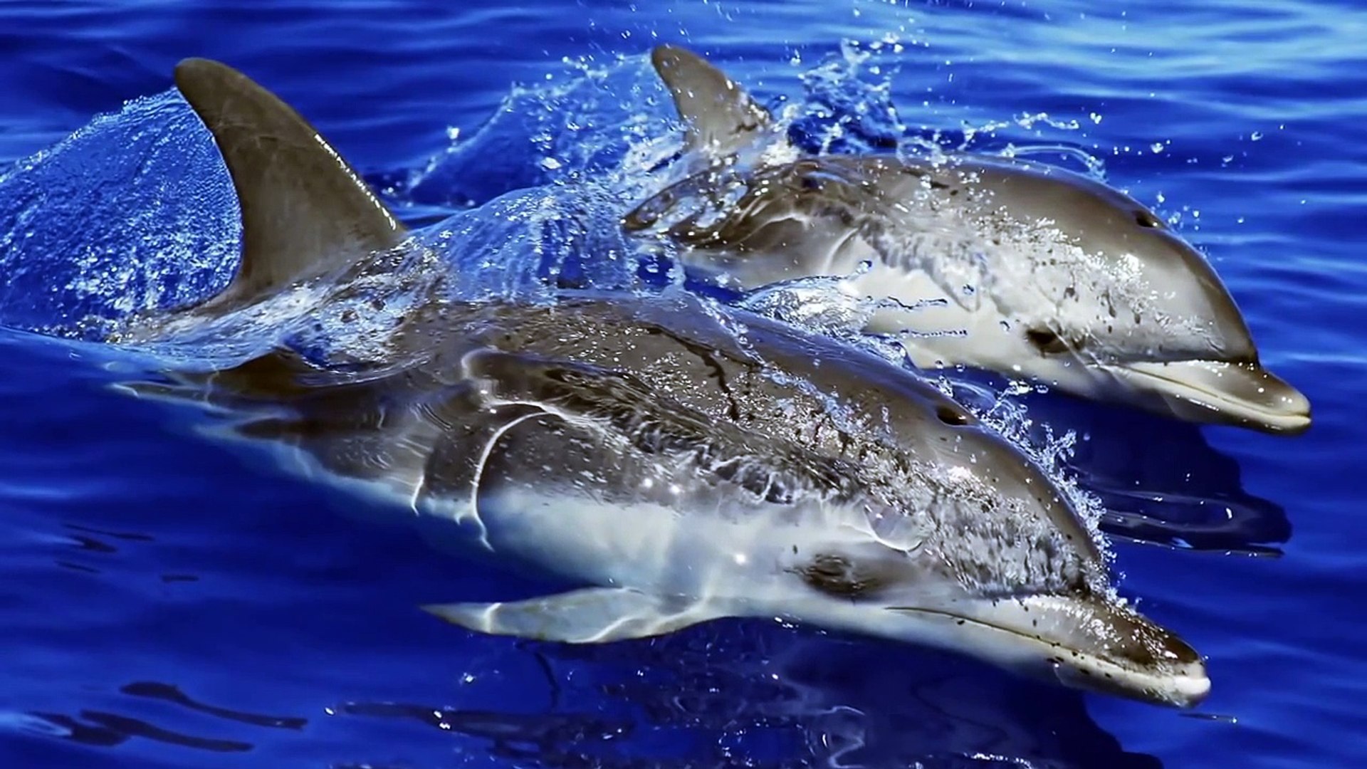 ⁣Тенерифе Канарские острова туризм отдых, Tenerife Canary Islands, отдых в Испании,отдых на Тенерифе