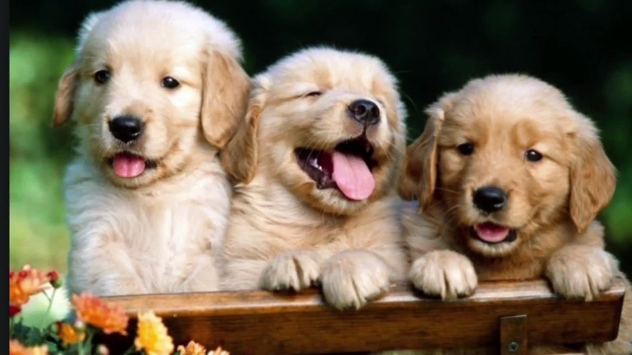 Cute and funny pictures of puppies