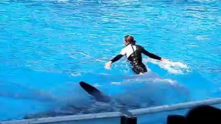 SeaWorld Orlando Shamu Shows Music Video