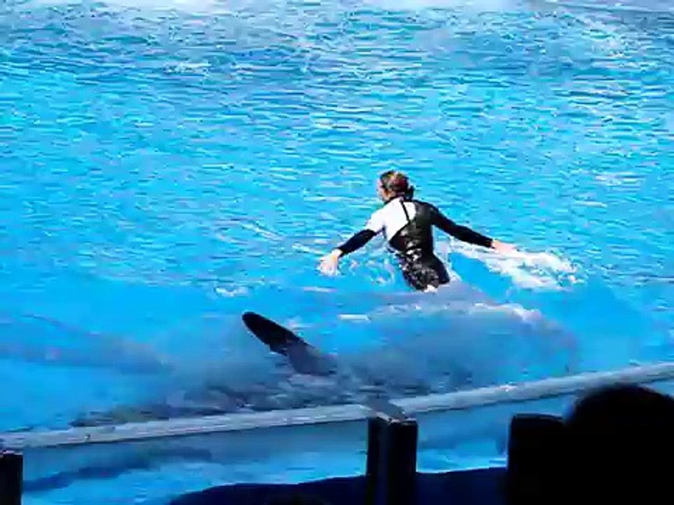 SeaWorld Orlando Shamu Shows Music Video