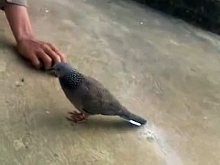 bán chim cu gáy cực thuần nuôi thả