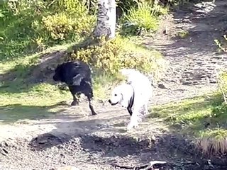 Animals In Slow Motion