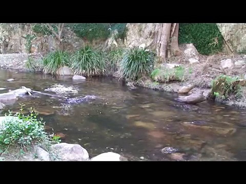 Fishing in the Blue Mountains