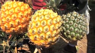 Récolte de l'ananas VICTORIA LILOT FRUITS