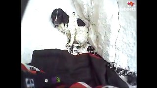 Newhaven RNLI rescue 'miracle' cliff plunge dog