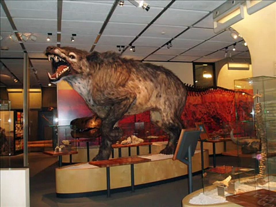 Andrewsarchus Mongoliensis- Largest terrestrial mammal carnivore