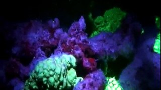 Night Dive Fluorescence HiTec  LEDs corals Rotes Meer Reef Check