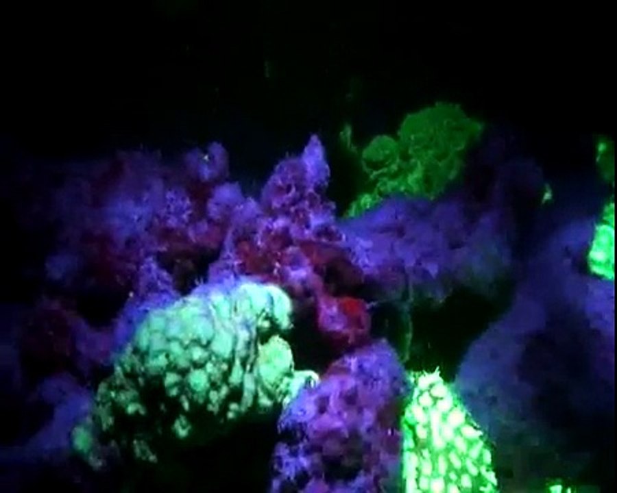 Night Dive Fluorescence HiTec  LEDs corals Rotes Meer Reef Check