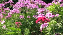 Growing Scented Geraniums In Containers