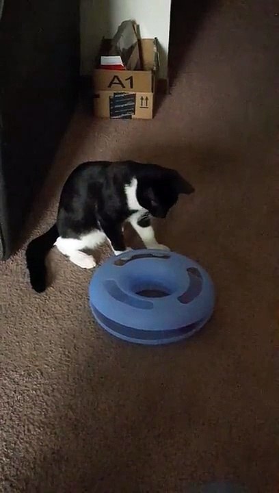 Cat fun