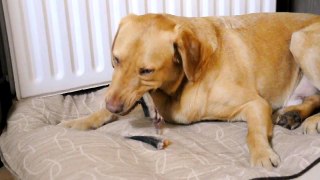 Dog eat fish