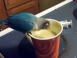 Impatient Blue Mask Lovebird Baby Eating on His Own