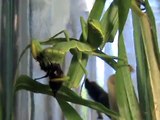 Pet praying mantis catches and eats blowfly