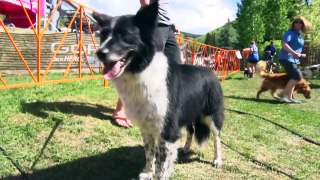 The Dogs of the GoPro Mountain Games