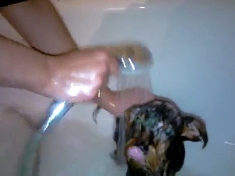 toffee yorkie taking bath