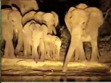 Elephants - Pete's Pond - Elephant with a short trunk - 1
