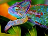Los 10 Animales con Colores Extraños
