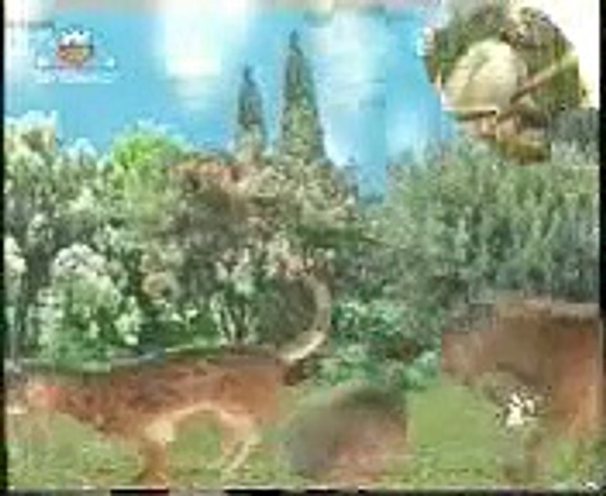 funny animal  dance