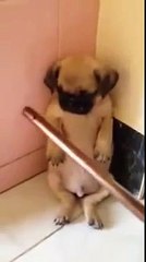 Funny Animals-laughed a lot with the actions of animal humor-Chú chó bị phạt cực đáng yêu