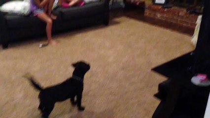 Harvest Moon barks at reflection