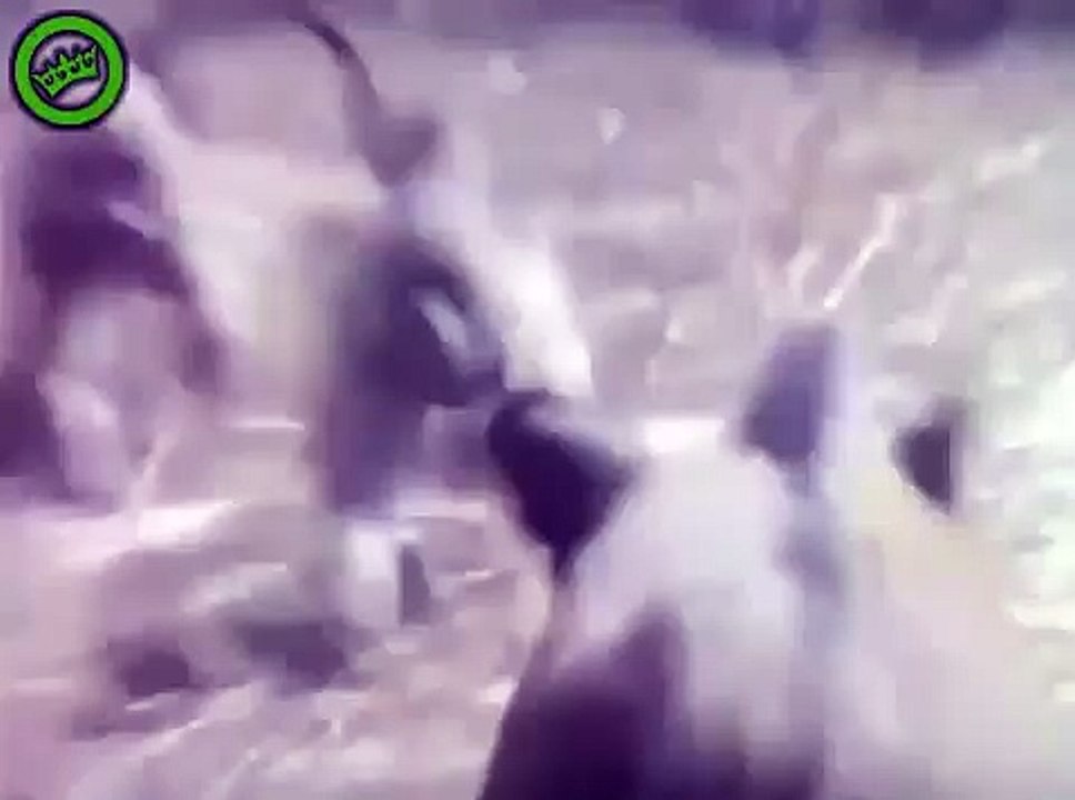 Funny animal video