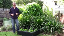 Organic Gardening: How to grow an organic vegetable garden.flv
