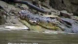 Leistenkrokodil frisst Wildschwein im Kinabatangan-Fluss auf Borneo, saltwater crocodile eats pig